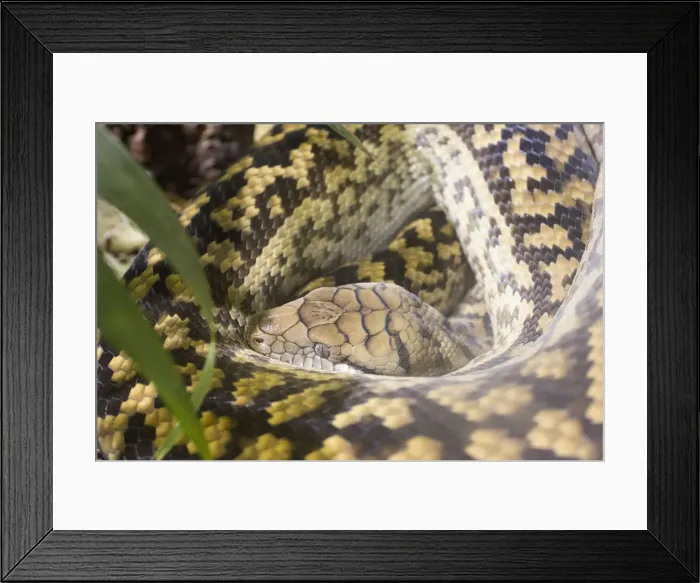 Framed Print : Close-up of python Framed Print : Close-up of python