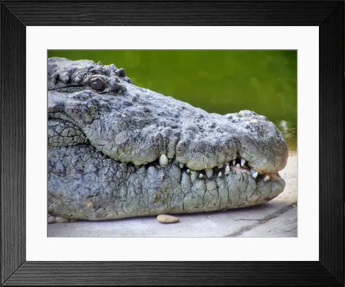 Framed Print : Crocodiles Framed Print : Crocodiles