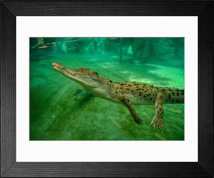 Framed Print : Crocodiles Framed Print : Crocodiles