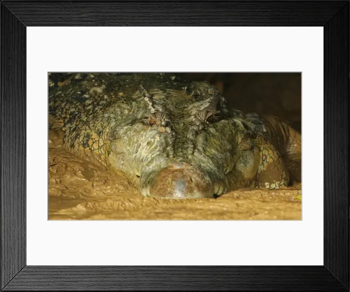Framed Print : Crocodiles Framed Print : Crocodiles