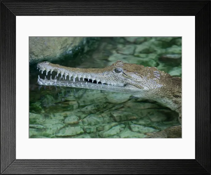 Framed Print : Crocodiles