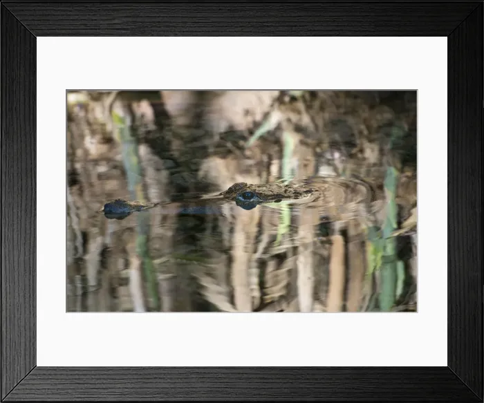 Framed Print : Crocodiles