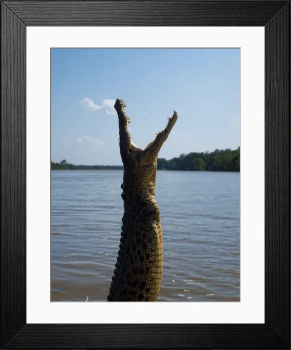 Framed Print : Crocodiles Framed Print : Crocodiles