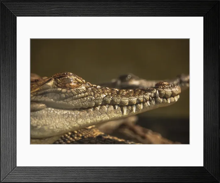 Framed Print : Crocodiles
