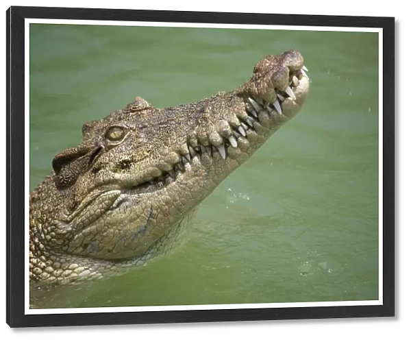 Old Joe. Saltwater crocodile from the Cairns region in Australia