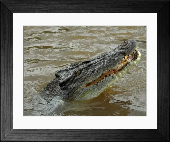 Framed Print : Just before jumping