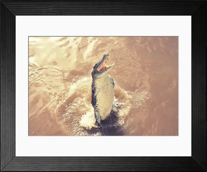 Framed Print : Jumping crocodile