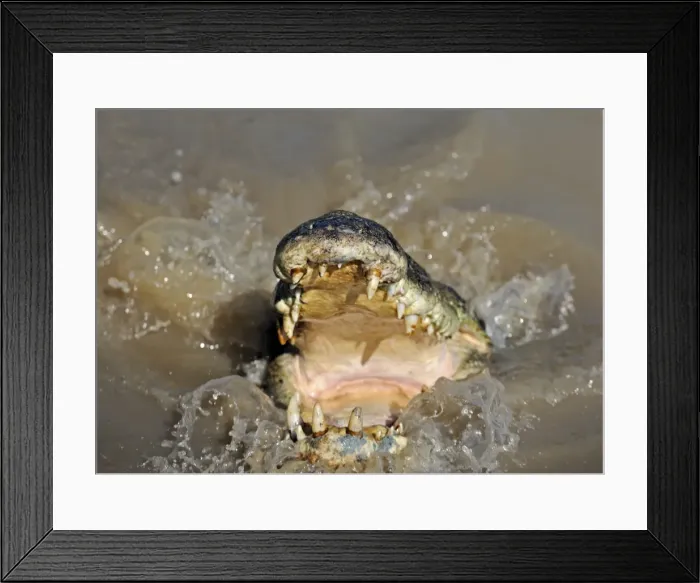 Framed Print : Saltwater Crocodile