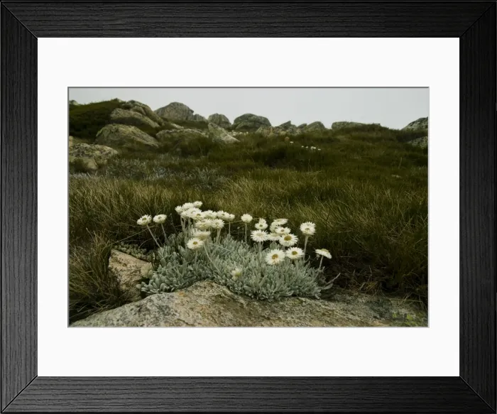 Framed Print : Highland Flowers Framed Print : Highland Flowers