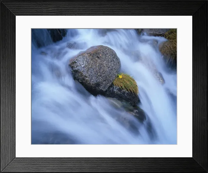 Framed Print : Australia, New South Wales, alpine buttercup and rocks in stream
