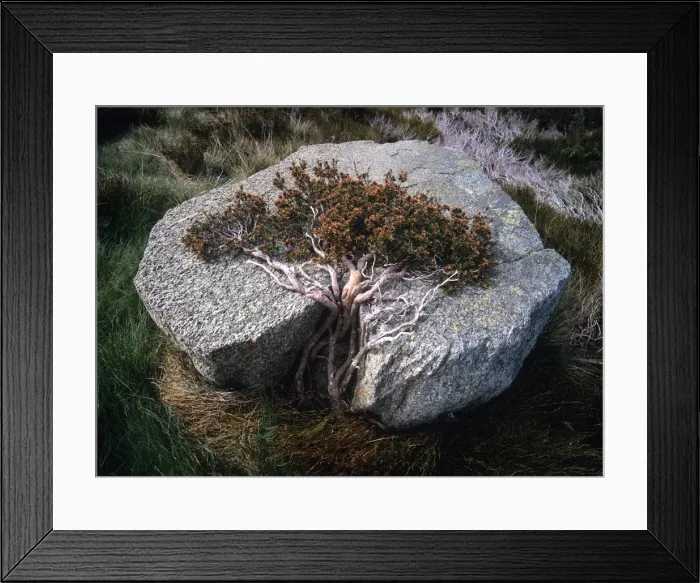 Framed Print : Australia, New South Wales, Kosciuszko National Park, prostrate bush