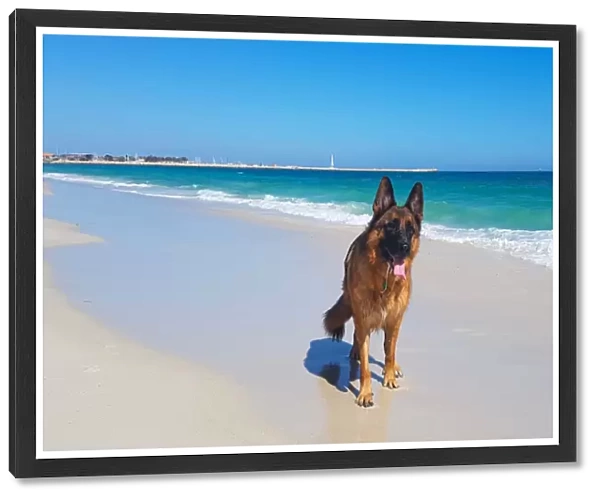 Beach Dog. an image of a german shepherd dog enjoying the beach in beautiful