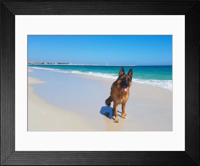 Framed Print : an image of a german shepherd dog enjoying the beach in beautiful Perth Western Framed Print : an image of a german shepherd dog enjoying the beach in beautiful Perth Western