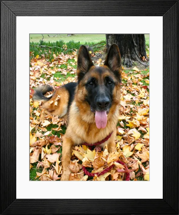 Framed Print : German shepherd dog resting in the autumn leaves Framed Print : German shepherd dog resting in the autumn leaves