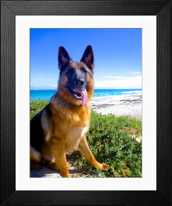 Framed Print : German shepherd posing at the beach Framed Print : German shepherd posing at the beach