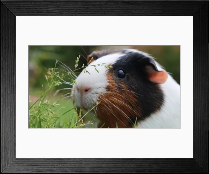Framed Print : Curious Guinea Pig Framed Print : Curious Guinea Pig