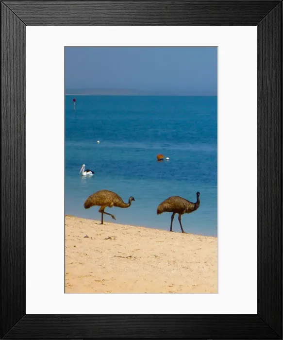 Framed Print : Emus on the beach at Monkey Mia Western Australia Framed Print : Emus on the beach at Monkey Mia Western Australia