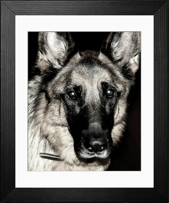 Framed Print : German Shepherd Dog Framed Print : German Shepherd Dog