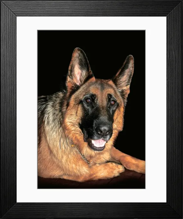 Framed Print : A german shepherd dog lying down having a rest