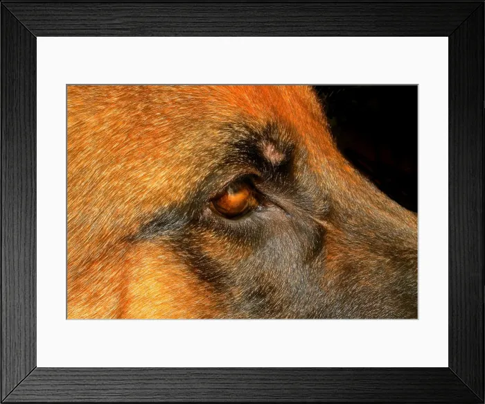 Framed Print : A close up of a german shepherd dogs eye