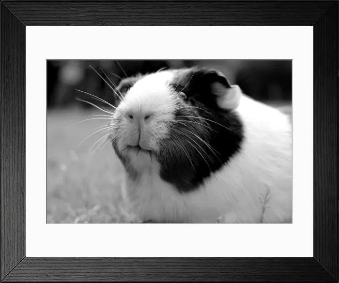 Framed Print : An black and white image of a guinea pig eating the grass Framed Print : An black and white image of a guinea pig eating the grass