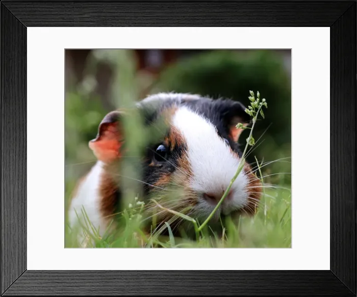 Framed Print : Guinea pig hiding amongst the grass
