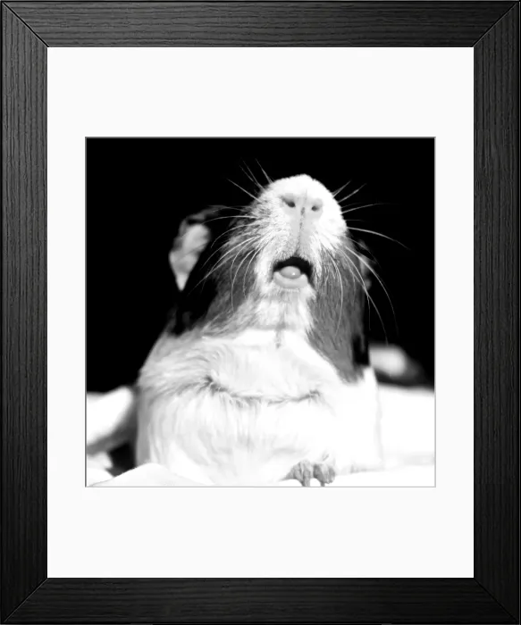 Framed Print : The guinea pig, also called the cavy or domestic guinea pig