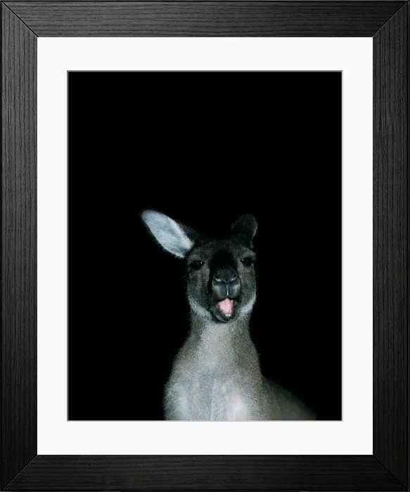 Framed Print : a close up of a kangaroo with her mouth open as if talking