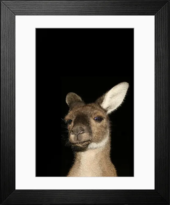 Framed Print : head, kangaroo, Nicola Morgan, night, roo Framed Print : head, kangaroo, Nicola Morgan, night, roo