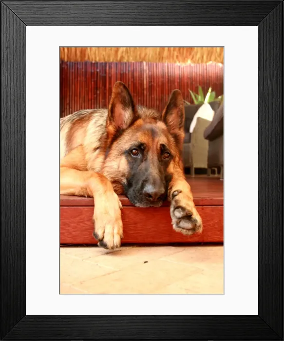 Framed Print : Lazy Days in the hot Australia summer Framed Print : Lazy Days in the hot Australia summer