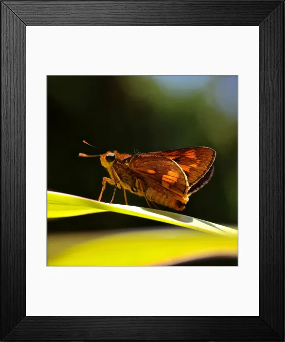 Framed Print : Macro Magic Moth