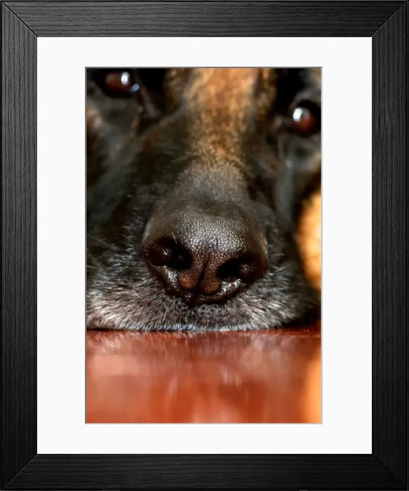 Framed Print : Nosey German Shepherd Dog