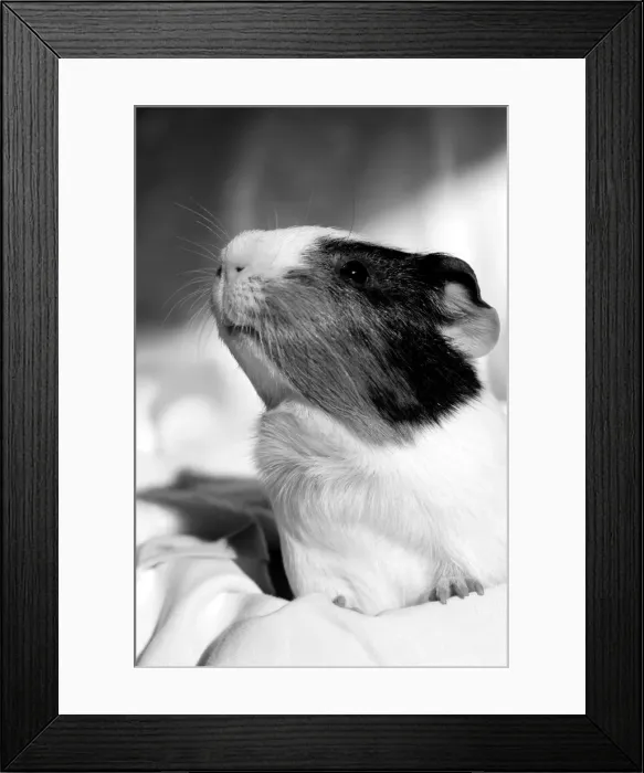 Framed Print : Nosey Guinea Pig
