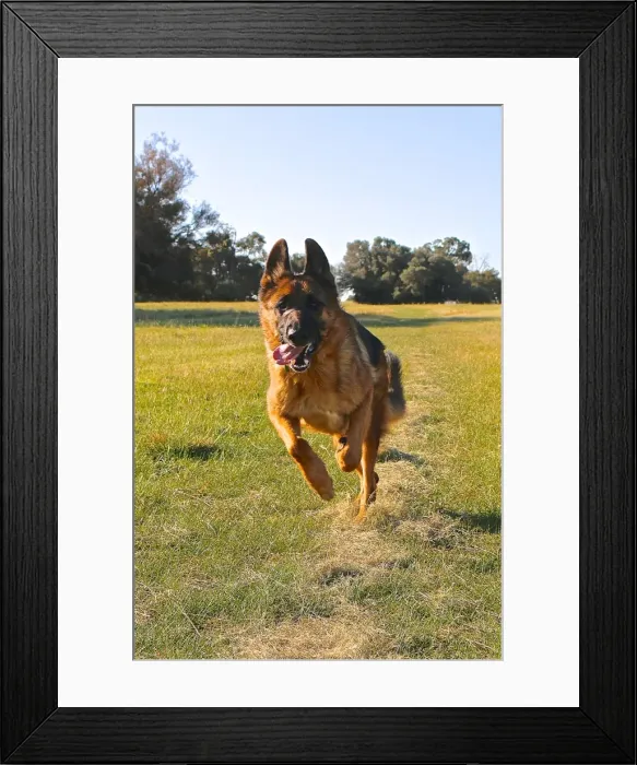 Framed Print : A german shepherd having a run in the park Framed Print : A german shepherd having a run in the park