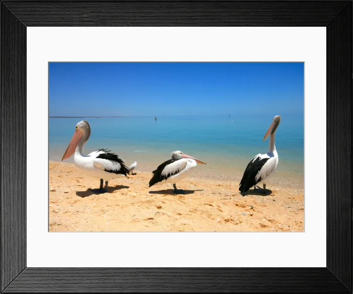 Framed Print : Trio of pelicans on Monkey Mia beach Western Australia Framed Print : Trio of pelicans on Monkey Mia beach Western Australia