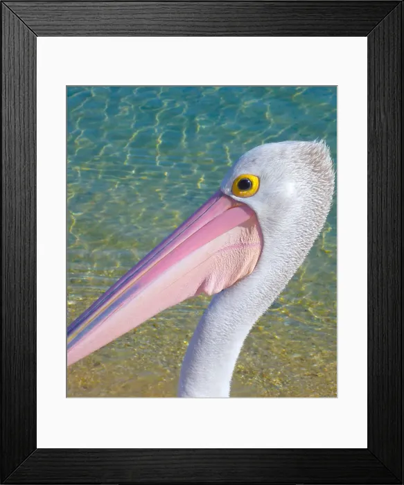 Framed Print : Pelican Portrait