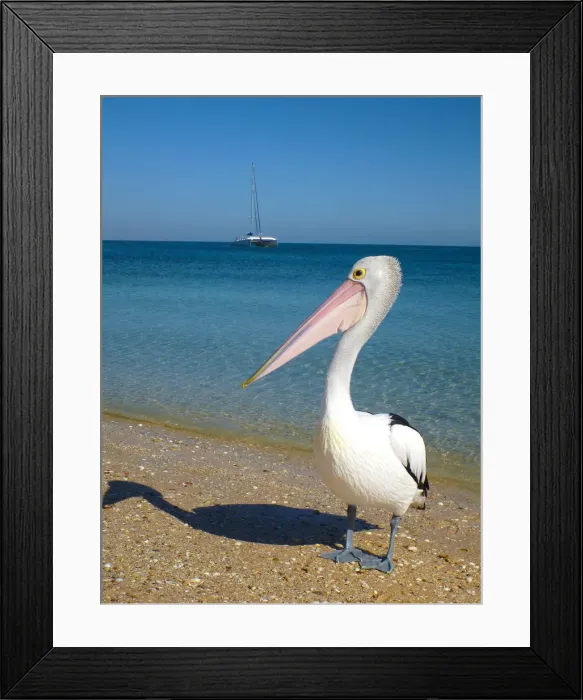 Framed Print : A proud pelican on the beach at Monkey Mia Framed Print : A proud pelican on the beach at Monkey Mia