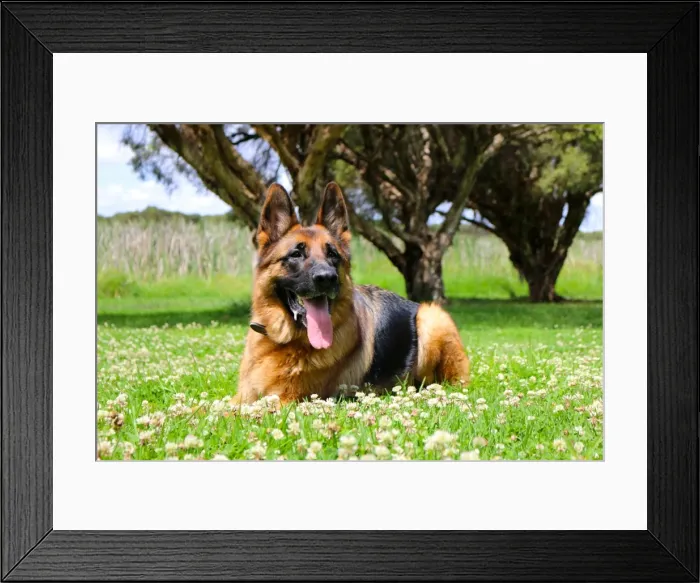 Framed Print : GermanShepherd resting after a big run around the park