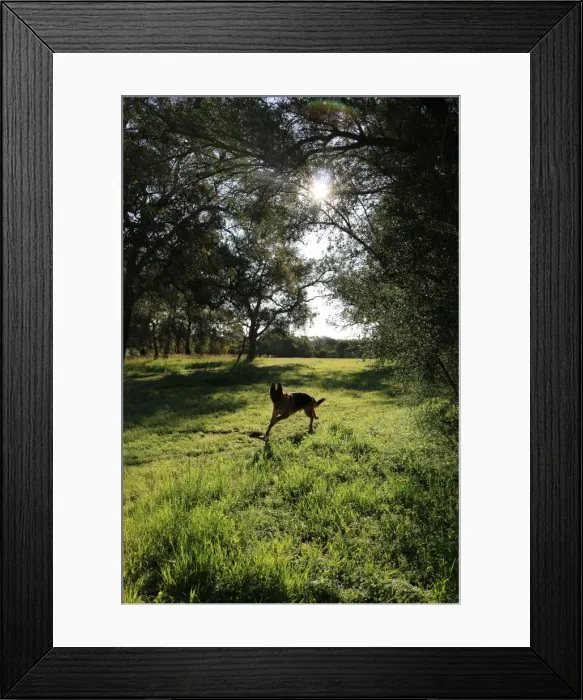 Framed Print : A german shepherd having a run in the park