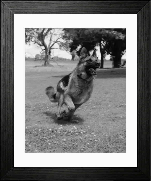 Framed Print : German shepherd running after the ball