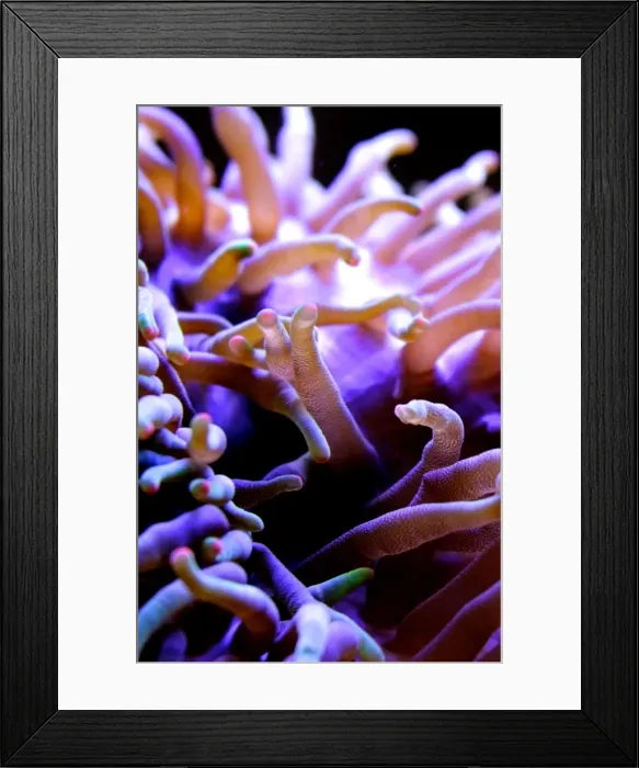 Framed Print : Swaying Anemone Framed Print : Swaying Anemone