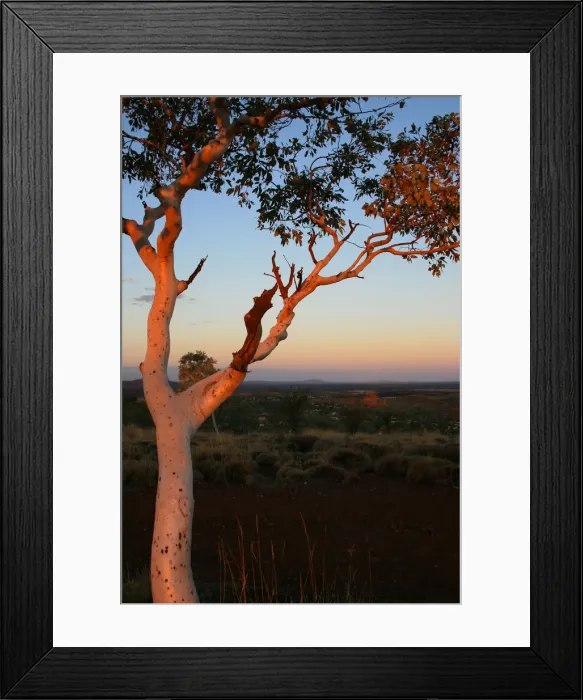 Framed Print : A tree turns orange on Telegraph Hill in Newman during sunset