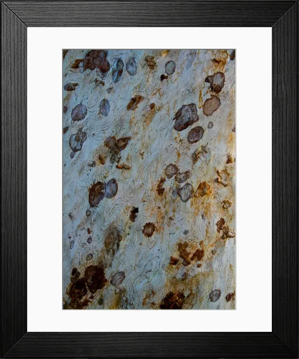 Framed Print : The trunk of a gum tree in the Pilbara region of Western australia