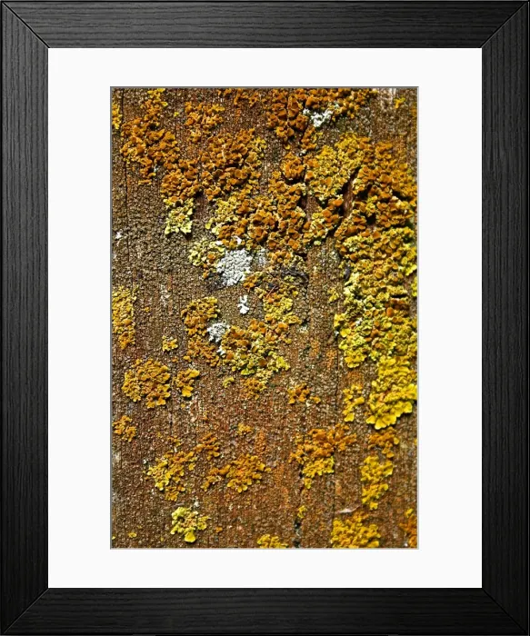 Framed Print : An image of moss on a bench seat creates an interesting pattern
