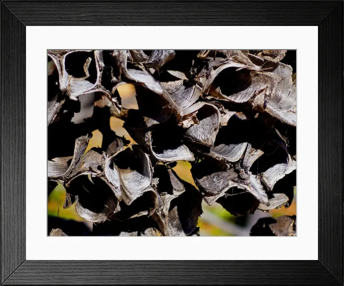 Framed Print : Natures Pattern