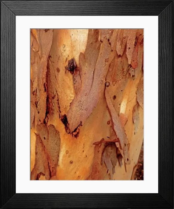 Framed Print : Bark peeling away from the trunk
