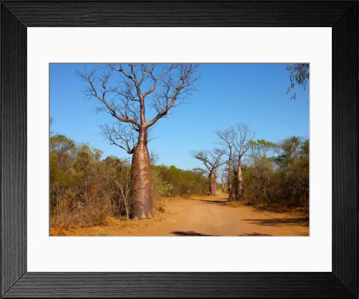 Framed Print : Boab Avenue