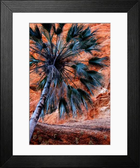 Framed Print : Bungle palm Framed Print : Bungle palm