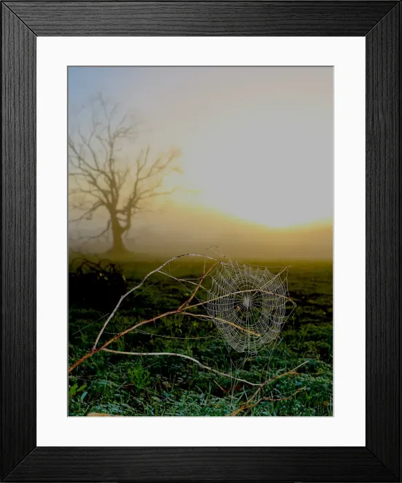 Framed Print : Misty Cobweb Framed Print : Misty Cobweb