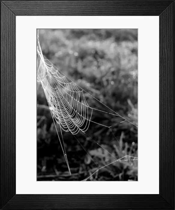 Framed Print : Morning Cobweb Framed Print : Morning Cobweb
